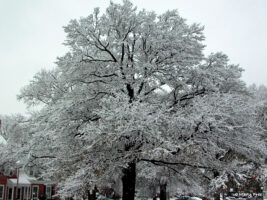 Snow covers the branches of a Quercus hemisphaerica (Darlington oak)