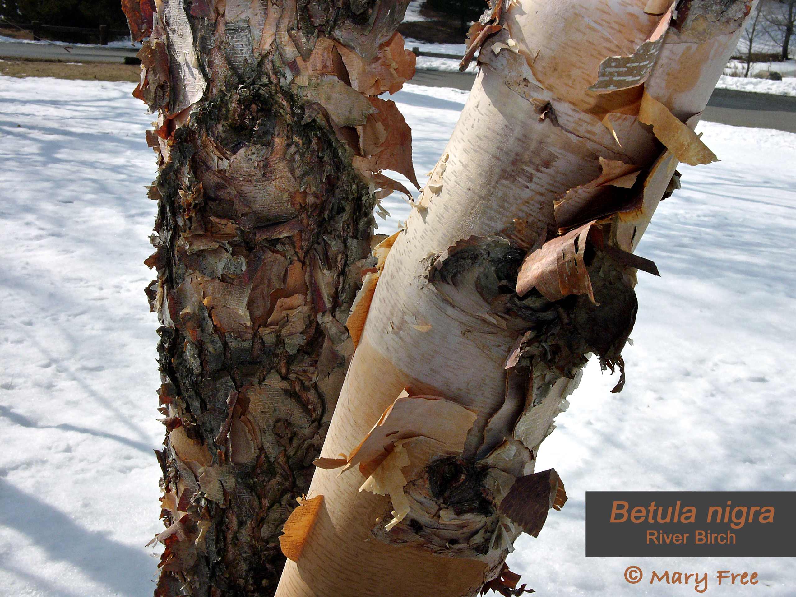 Unlike white-barked birches, Betula nigra (river birch), seen at Fort Shantok, displays the colorful and most multi-layered bark of all of the birches. © Mary Free