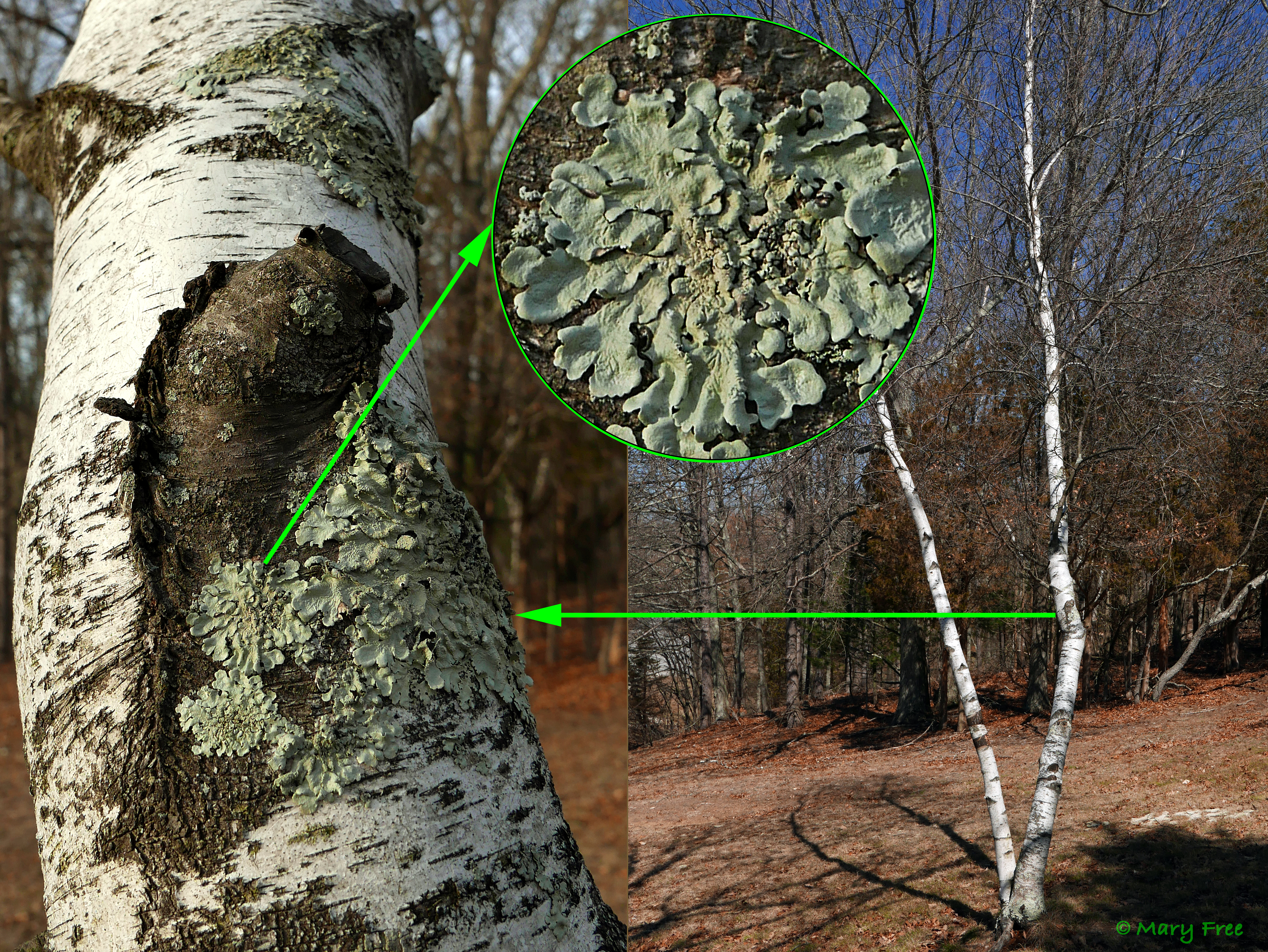 A native North American foliose lichen, Flavoparmelia caperata (common greenshield lichen), is seen growing on birch bark at Fort Shantok. © Mary Free