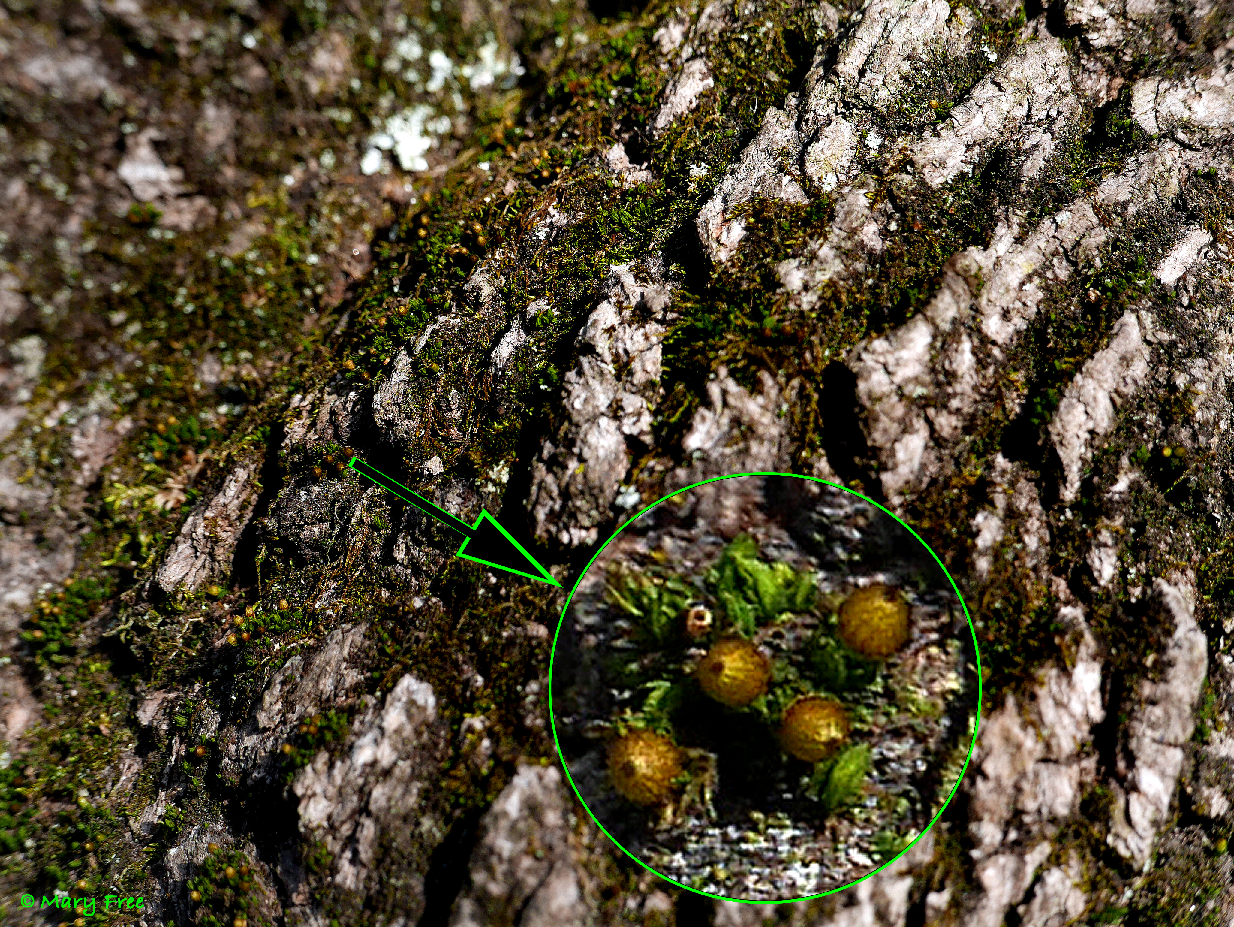 The capsules of an Orthotrichum species found on this maple bark barely rise above the upper leaves. © Mary Free