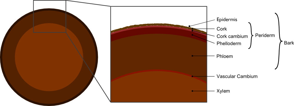 This diagram shows the basic tissue layers of a cross-section of a common tree trunk. Original image created by Brer Lappin, public domain.