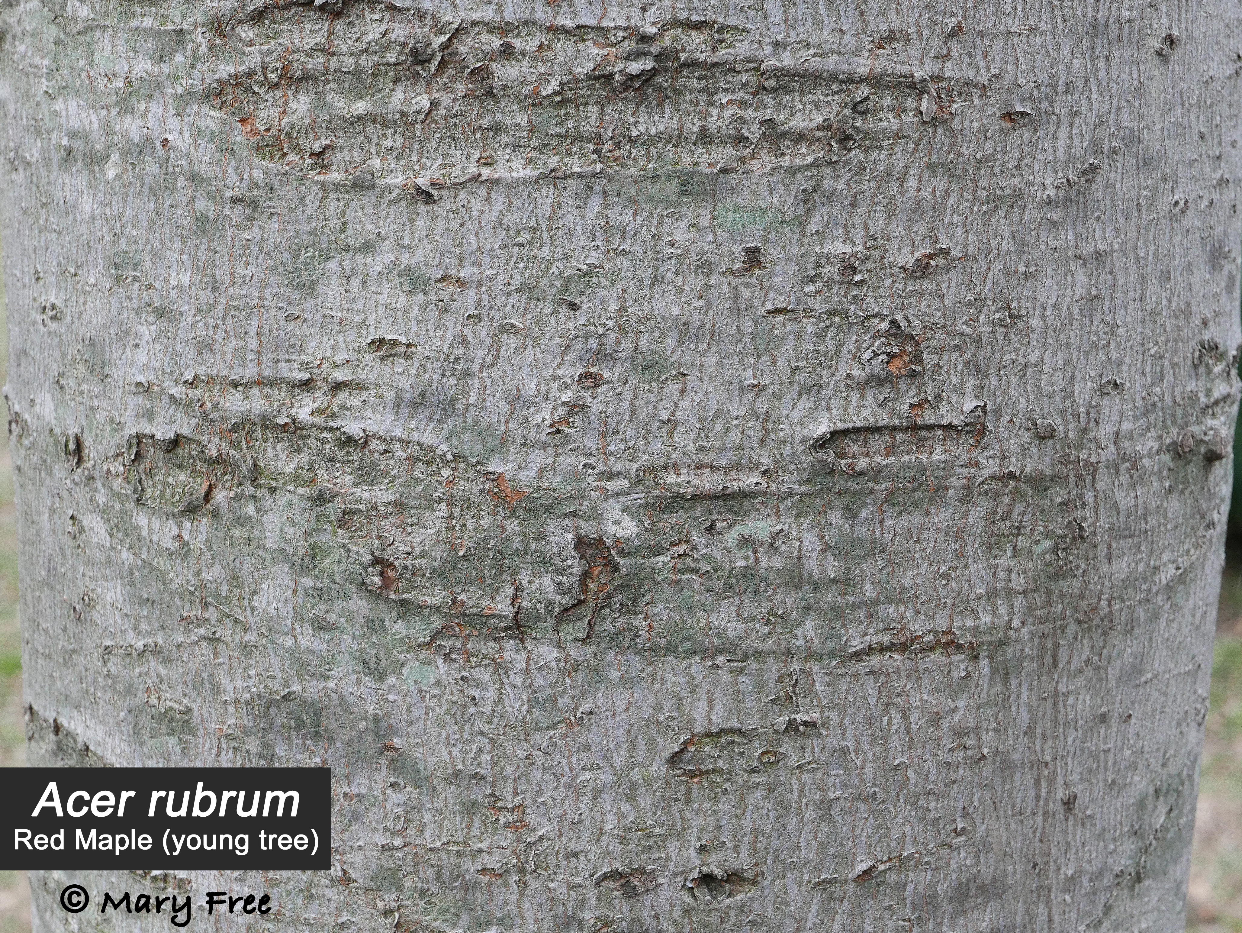 acer_rubrum_bark_young_tree_jan_mmf