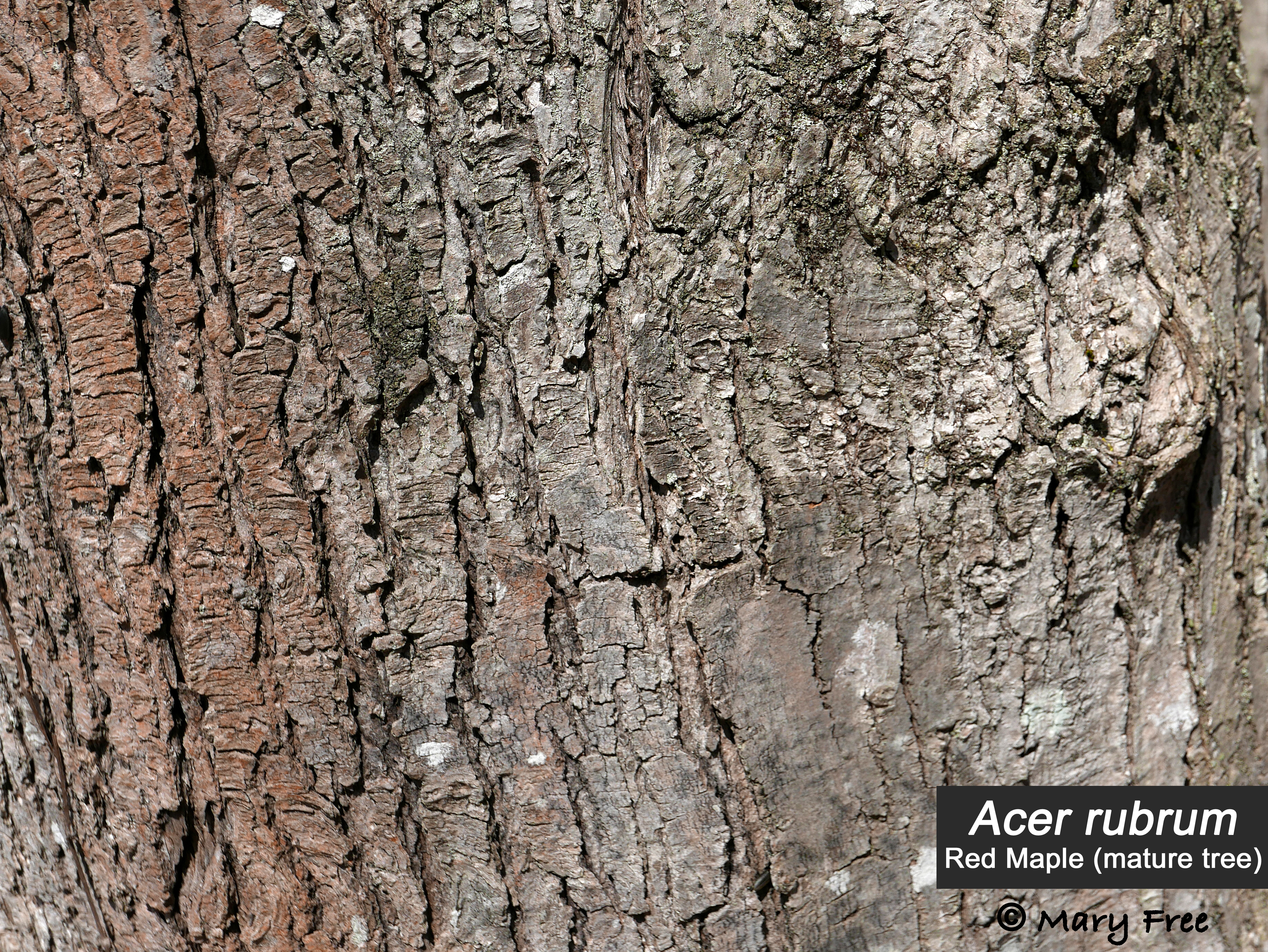 Photo © Mary Free, 2018-04-11, Connecticut College Arboretum, New London, CT. vertical, scaly-plated bark of a mature red maple