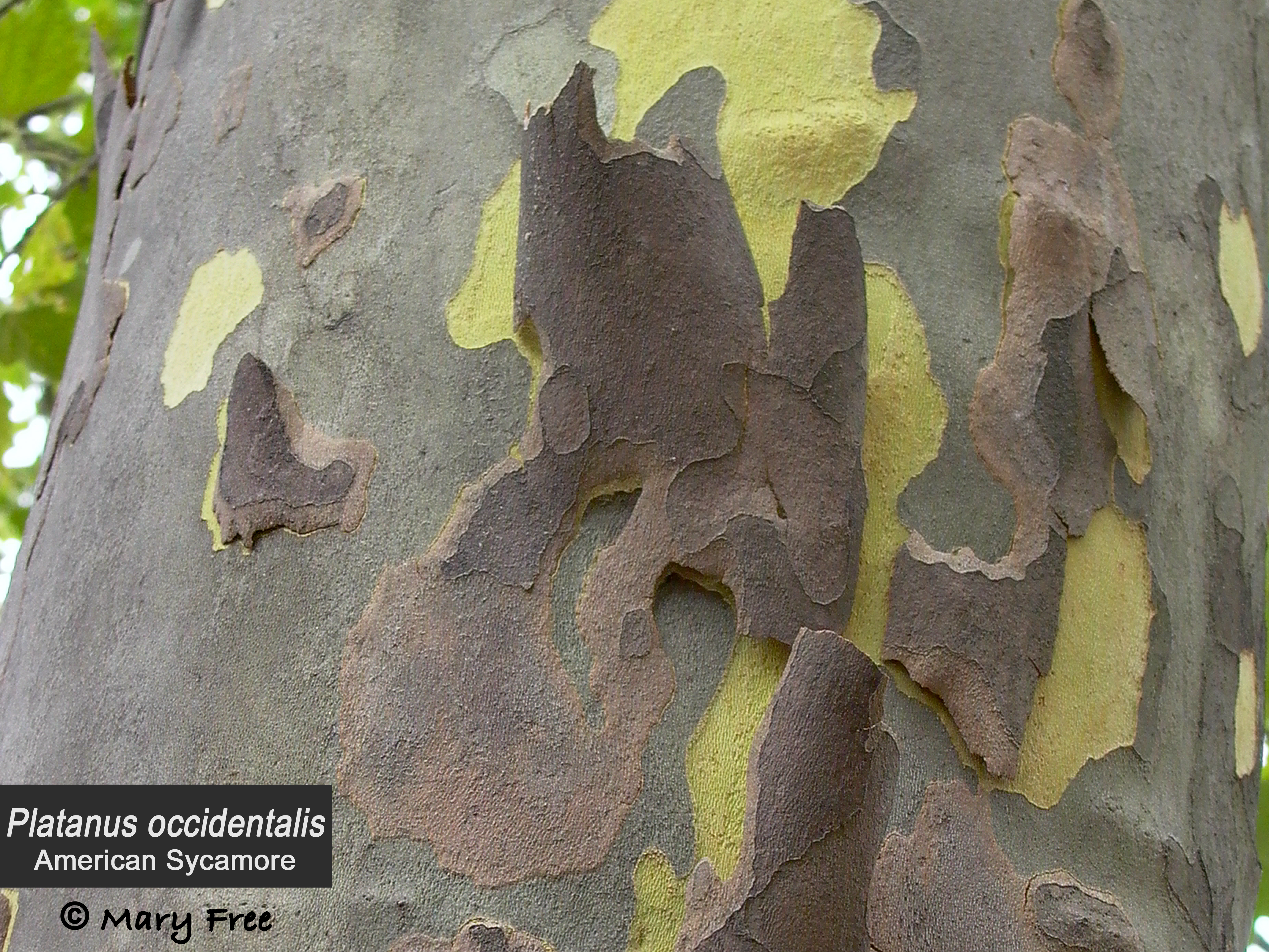 Photo © Mary Free, 2007-07-18, Fairlington, Arlington, VA. mottling, peeling bark of American sycamore