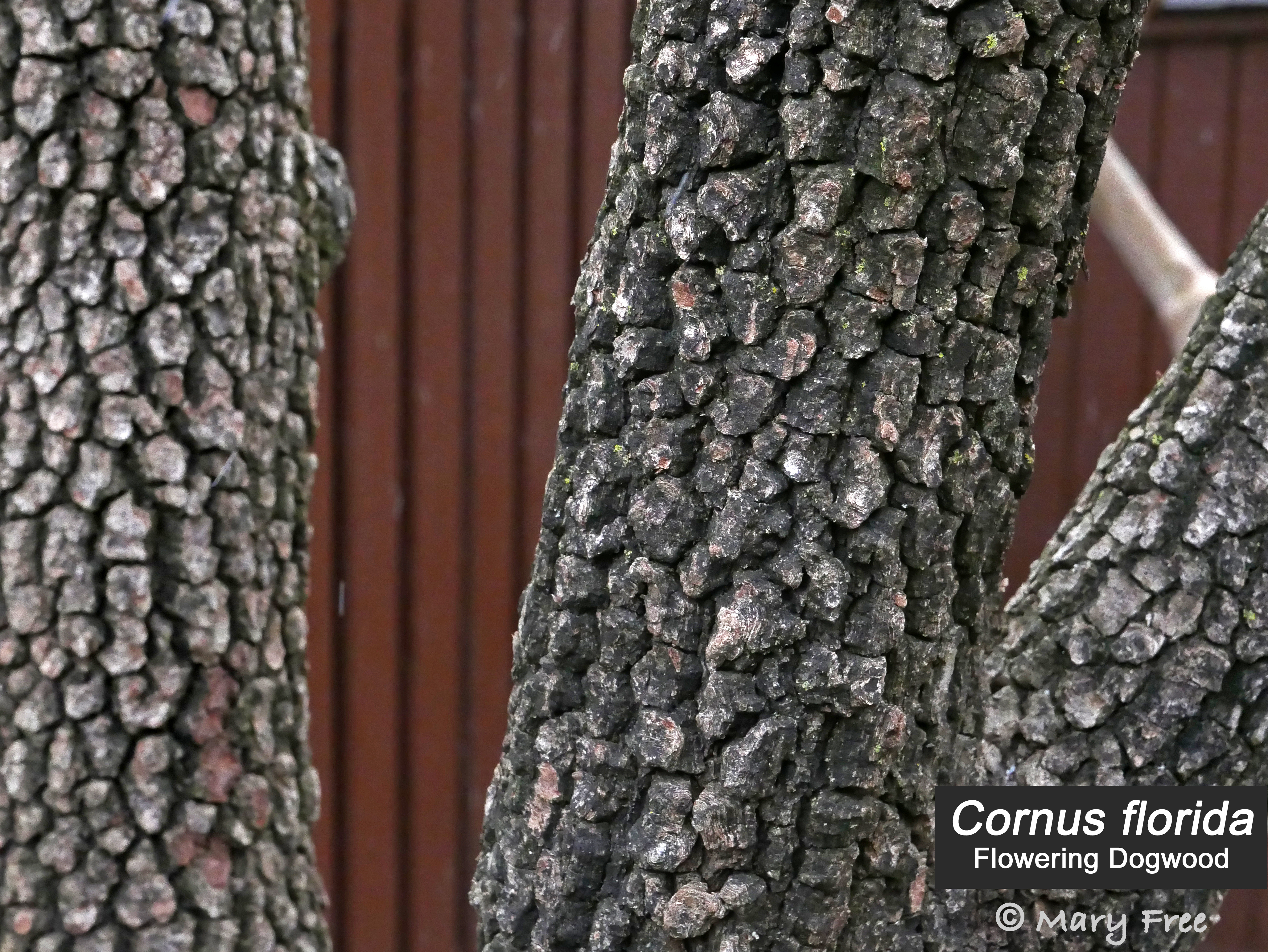 Photo © Mary Free, 2019-01-12, Fairlington, Arlington, VA. square-plating bark of flowering dogwood