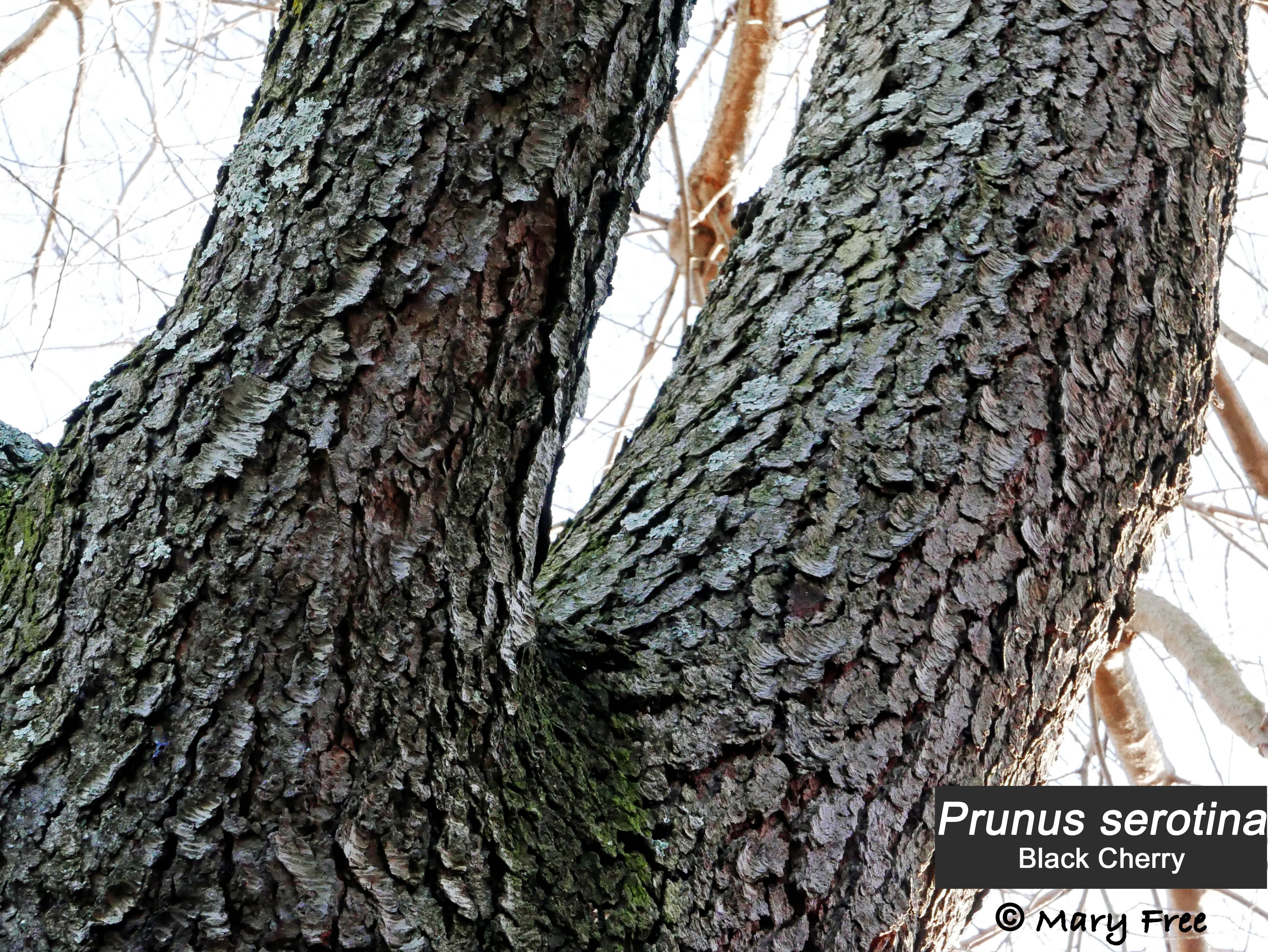 Photo © Mary Free, 2019-01-12, Fairlington, Arlington, VA. “burnt potato chip” bark of black cherry