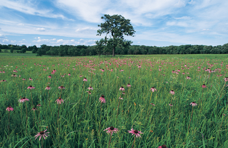 Schulenberg Prairie Step into this restored prairie to experience the first of many rich sites for bird watching at the Arboretum. Keep your eyes out for common yellowthroats, flycatchers, and many different sparrows flittering among the tall prairie plants. Willoway Creek, which flows between the prairie and Sterling Pond, can also host winter wrens and ovenbirds.