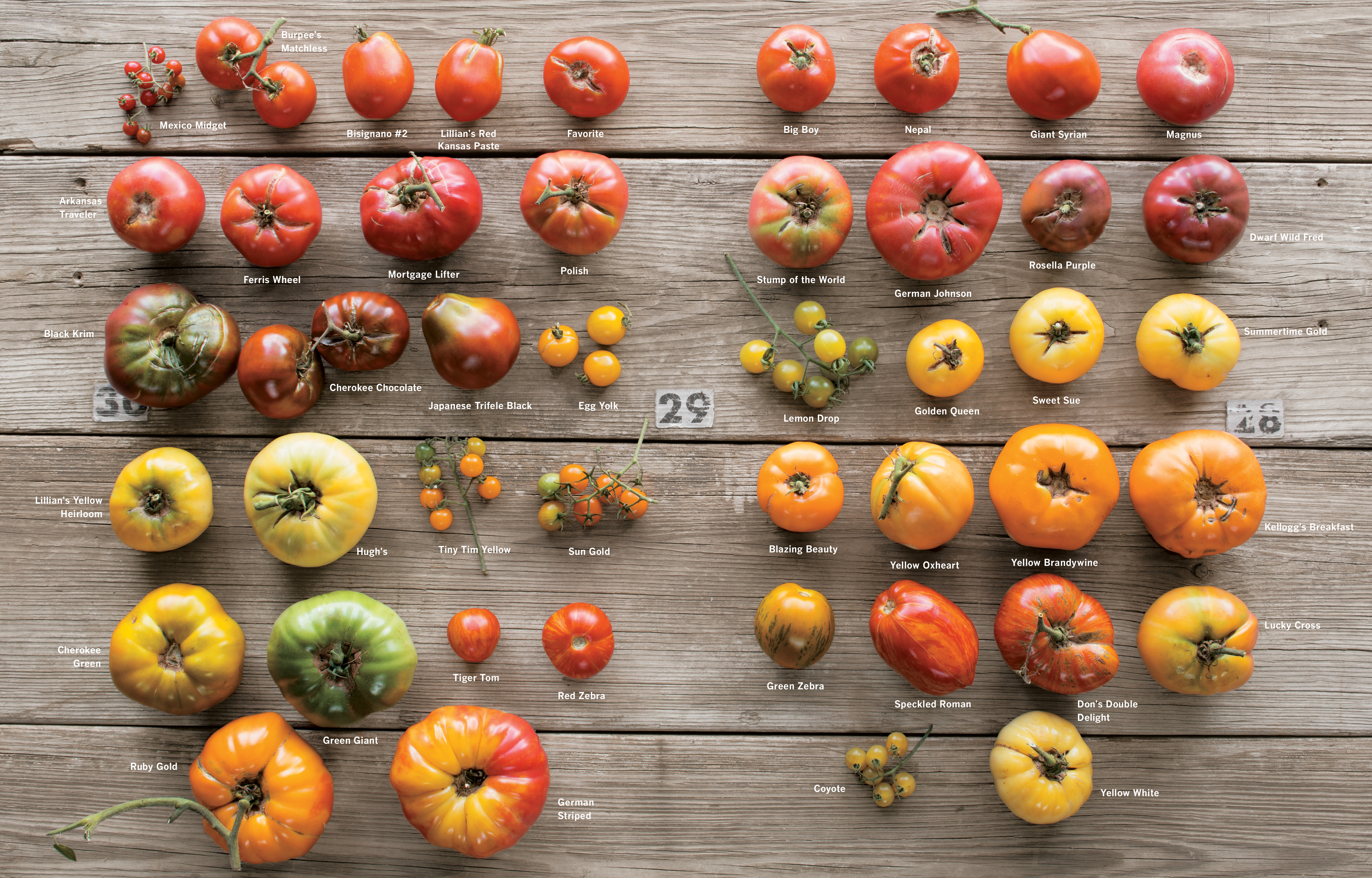 Photographic display of heirloom tomato varietes.