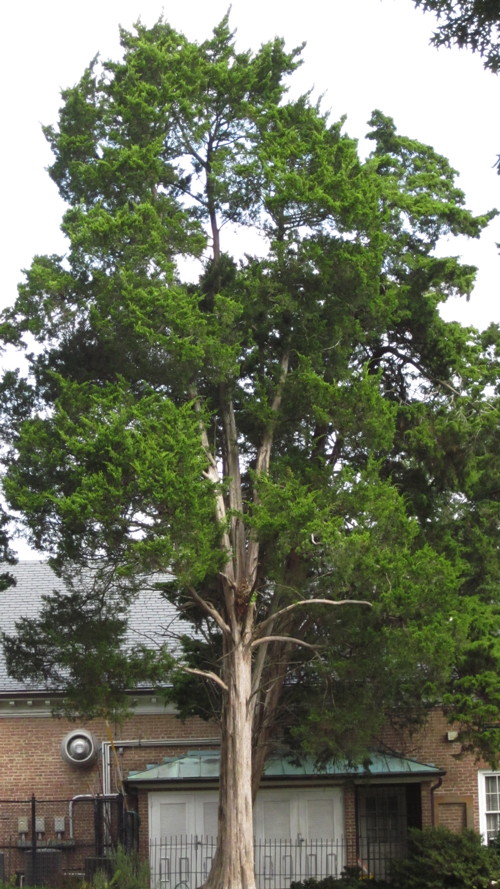 Juniperus virginiana, Eastern Redcedar