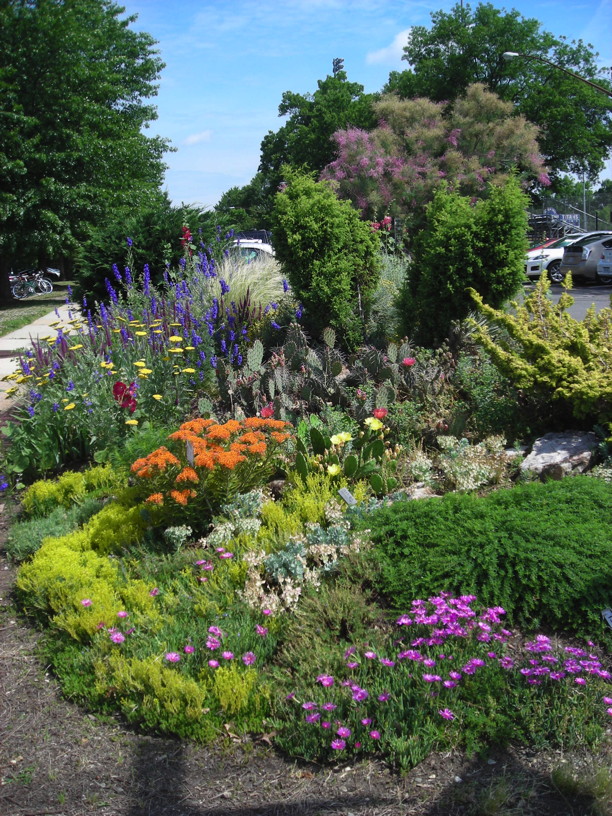 In July 2015, the Waterwise Garden at Simpson Gardens in Alexandria is a mélange of textures and colors. Photo © 2015 Christa Watters