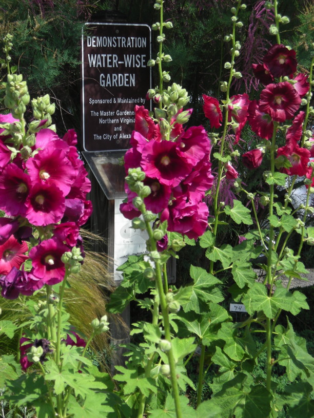 Alcea rosea (hollyhocks) in spring 2018 in Waterwise Garden at Simpson Gardens in Alexandria. Photo © Christa Watters