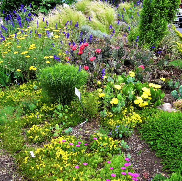 Yellow-flowering sedum, yarrow, and eastern prickly pear contrast with the magenta flowers of hardy ice plant (front), deep pink flowers of plains prickly pear, and blue flowers of larkspur in May 2016.
