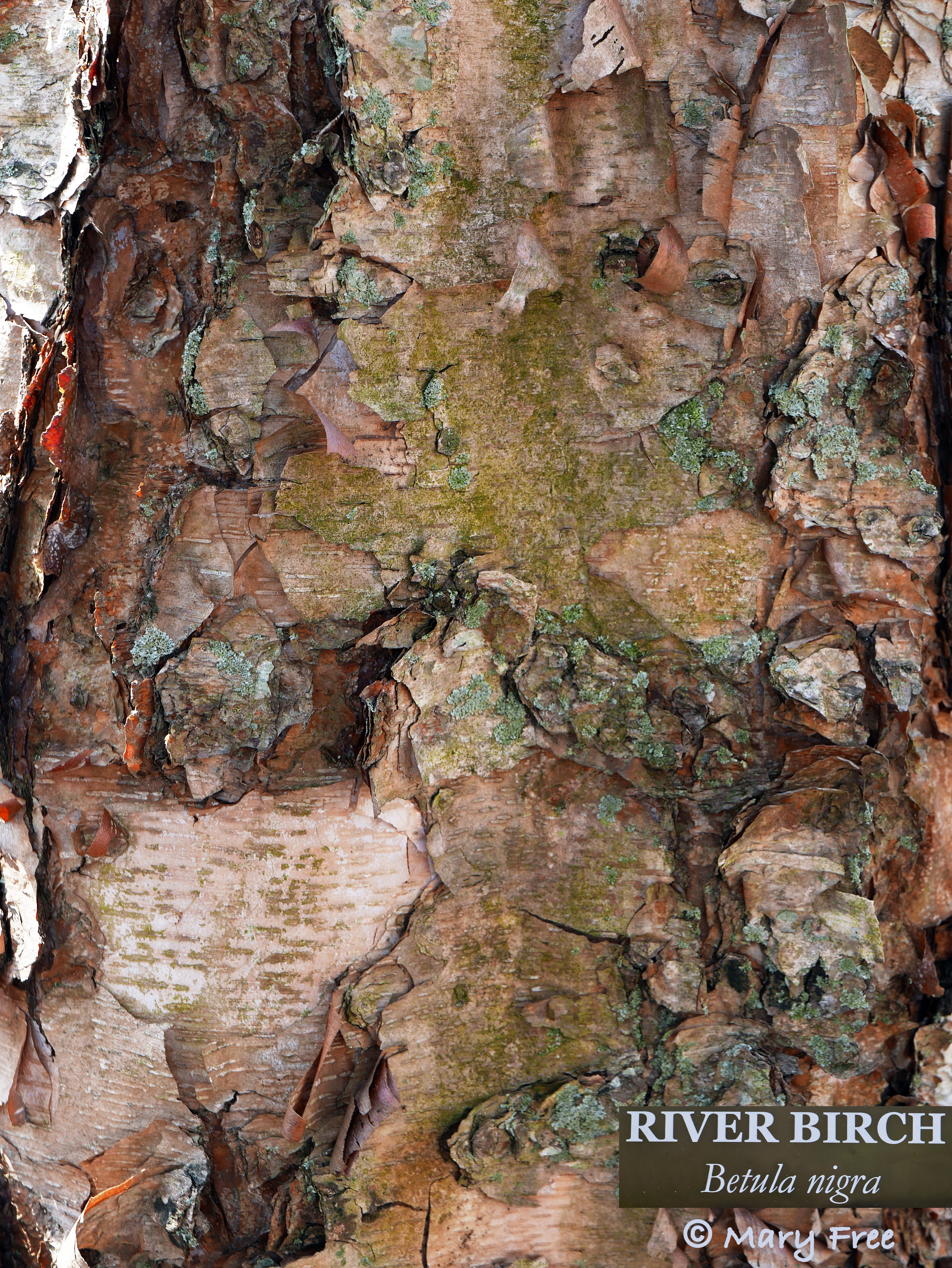 Close-up of the lichen-dotted bark of a Betula nigra (river birch, red birch) tree in New London, Connecticut. © 2019 Mary Free