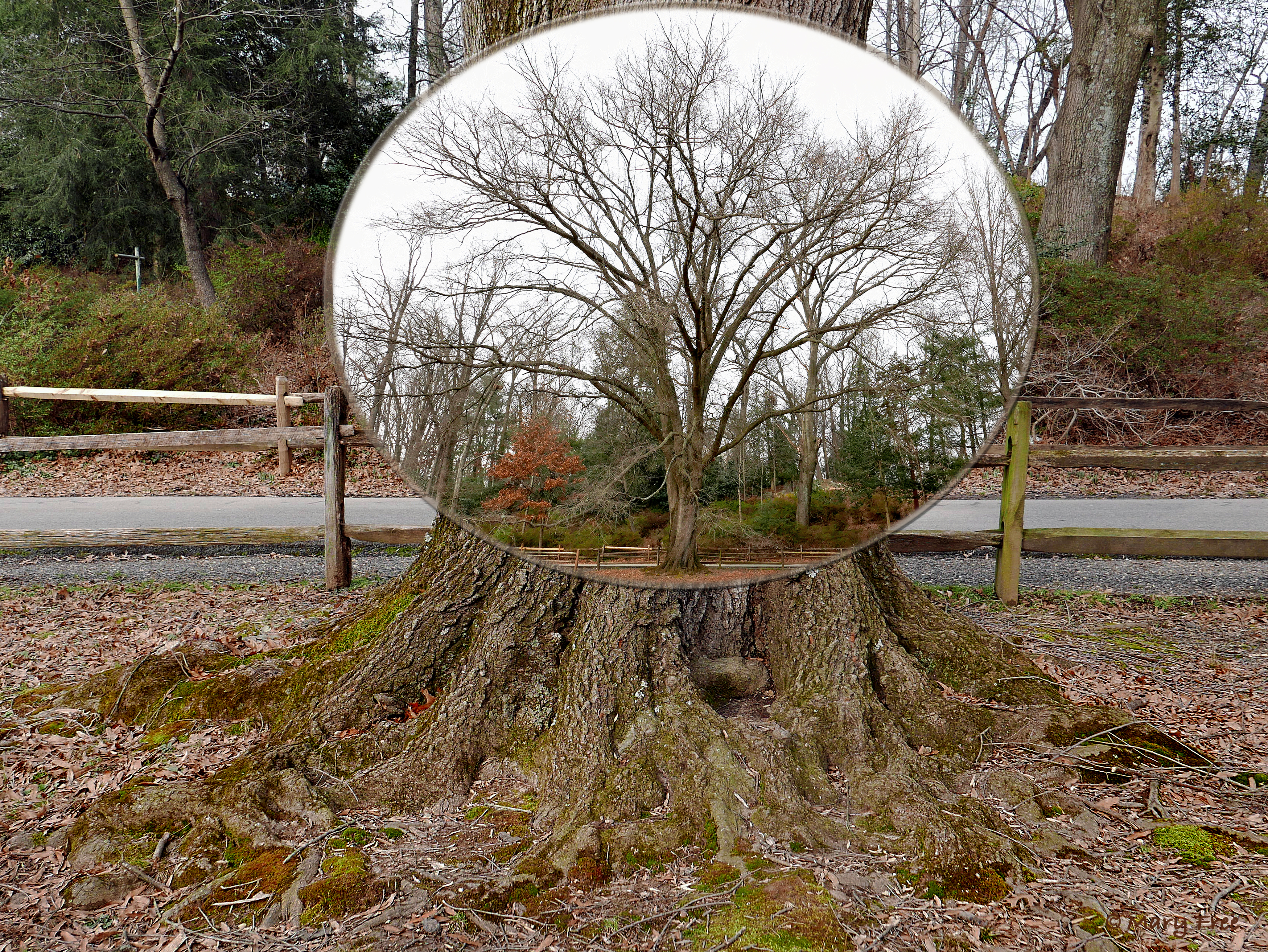 Lichens and mosses grow on the base and flare of the trunk of Quercus phellos (willow oak), located along the path between the MGNV demonstration Sunny and Quarry Shade Gardens in Bon Air Park, Arlington, Virginia. © 2019 Mary Free