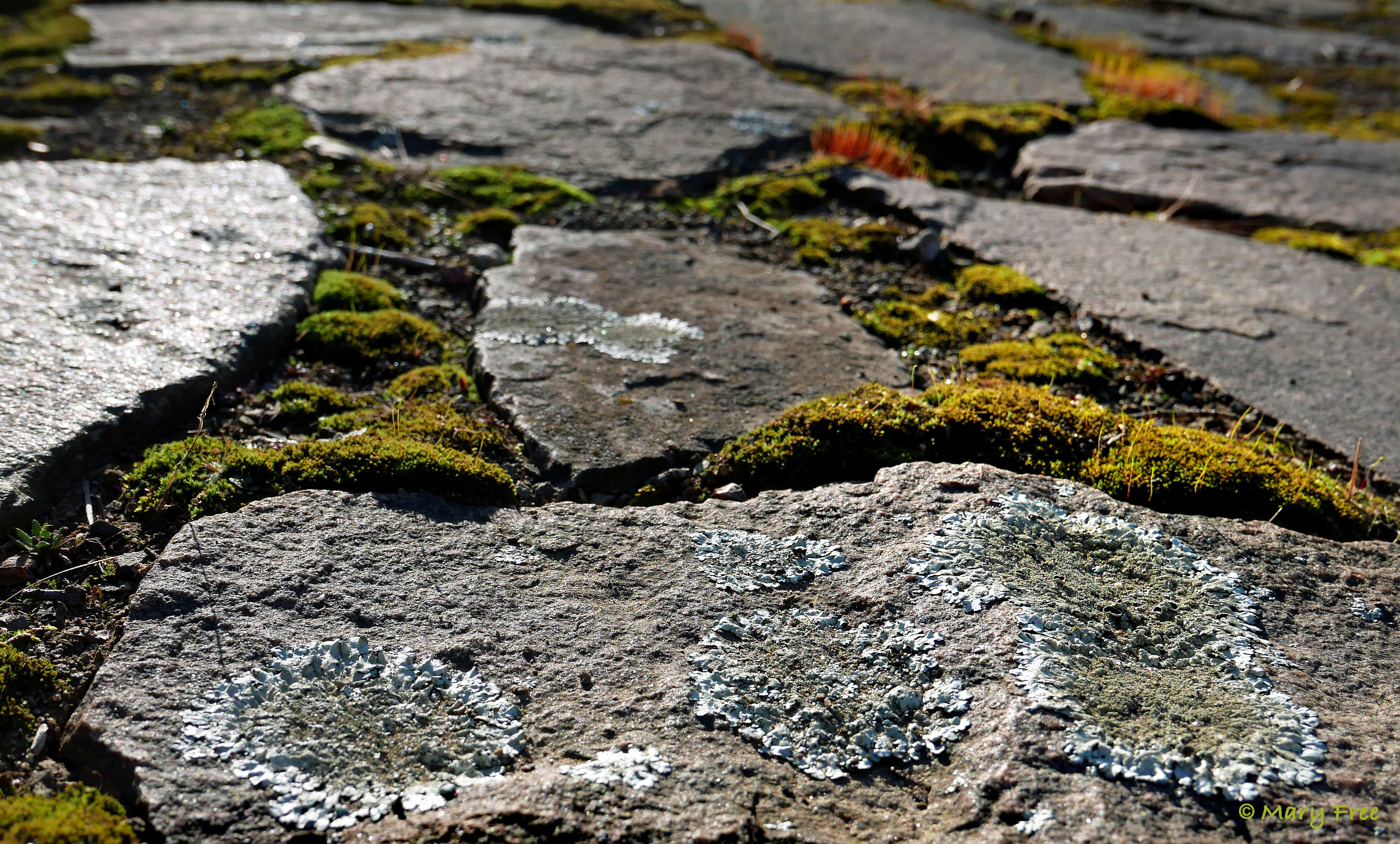 Mosses grow on top of the crushed stone used between the lichen-covered granite slabs of this Connecticut patio. © 2019 Mary Free