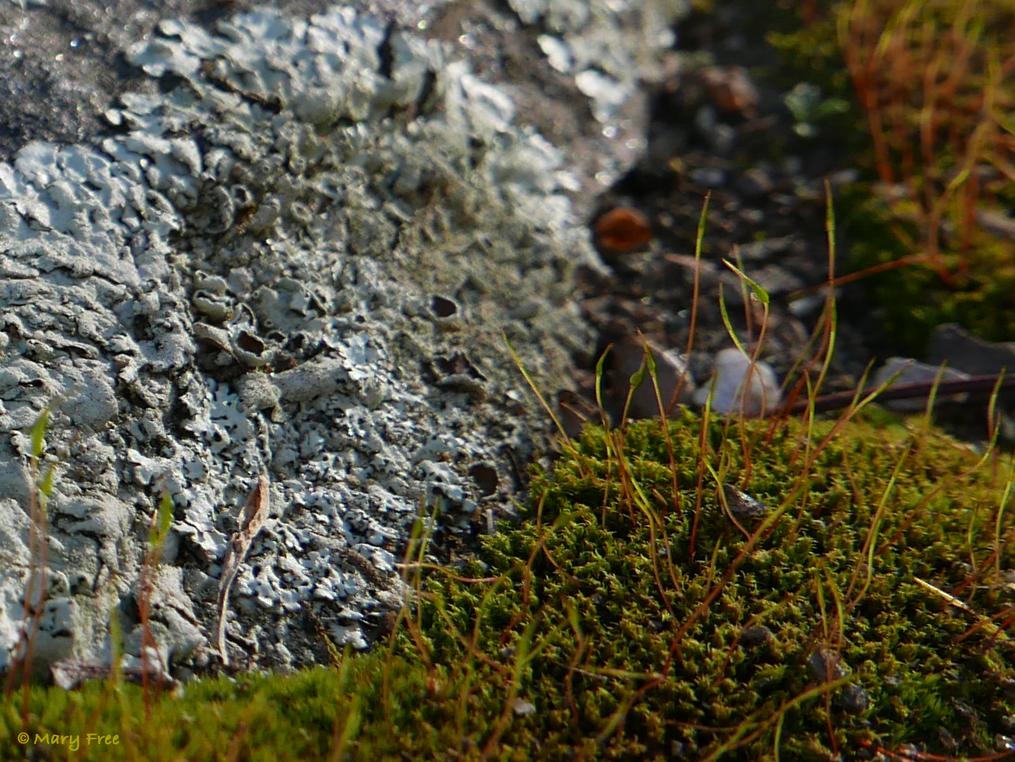Spore-producing capsules can be seen on the sporophytes of this moss adjacent to lichens growing on a granite slab. © 2019 Mary Free