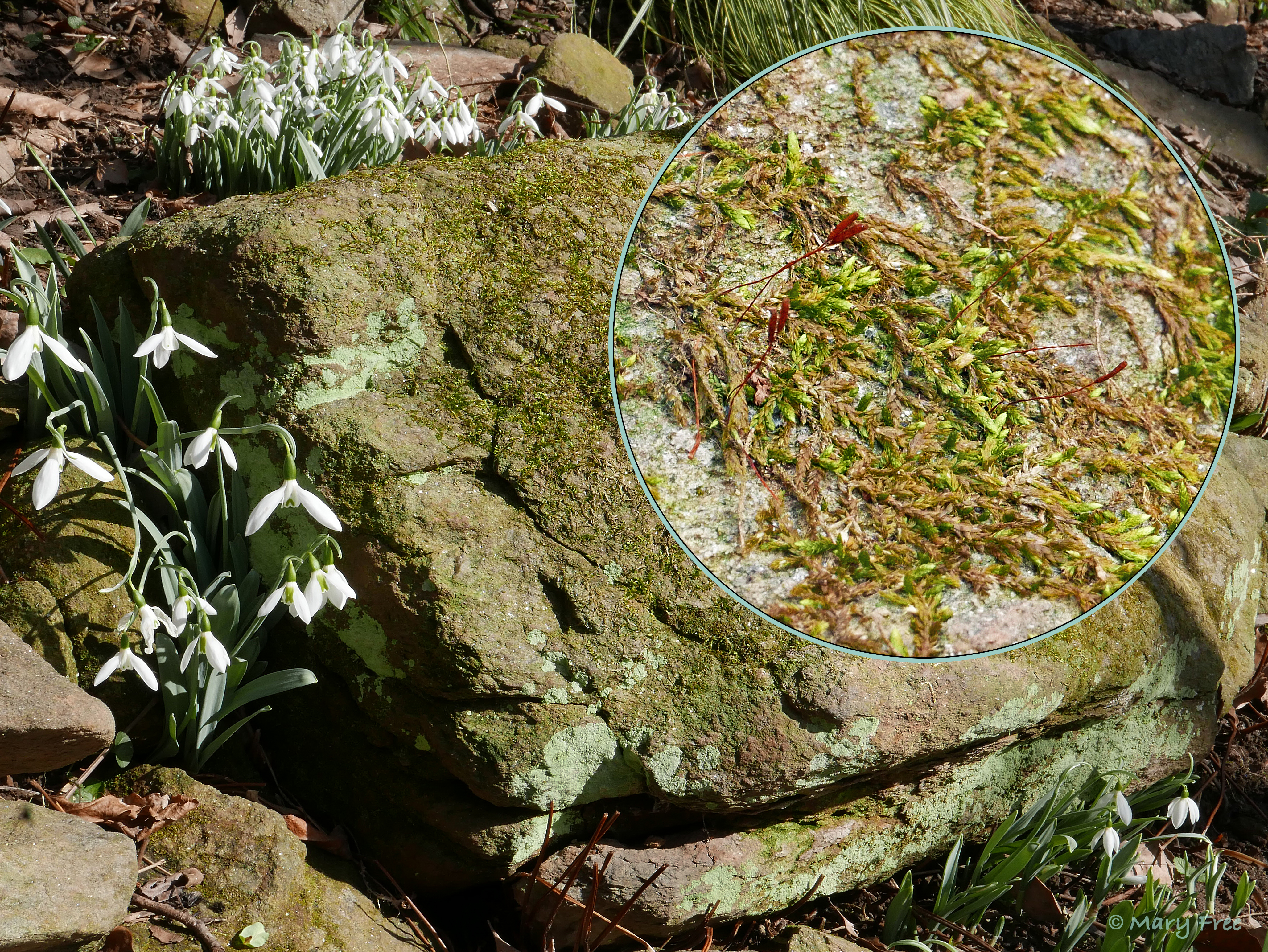 Spore-producing capsules can be seen on the sporophytes of this moss adjacent to lichens growing on a granite slab. © 2019 Mary Free