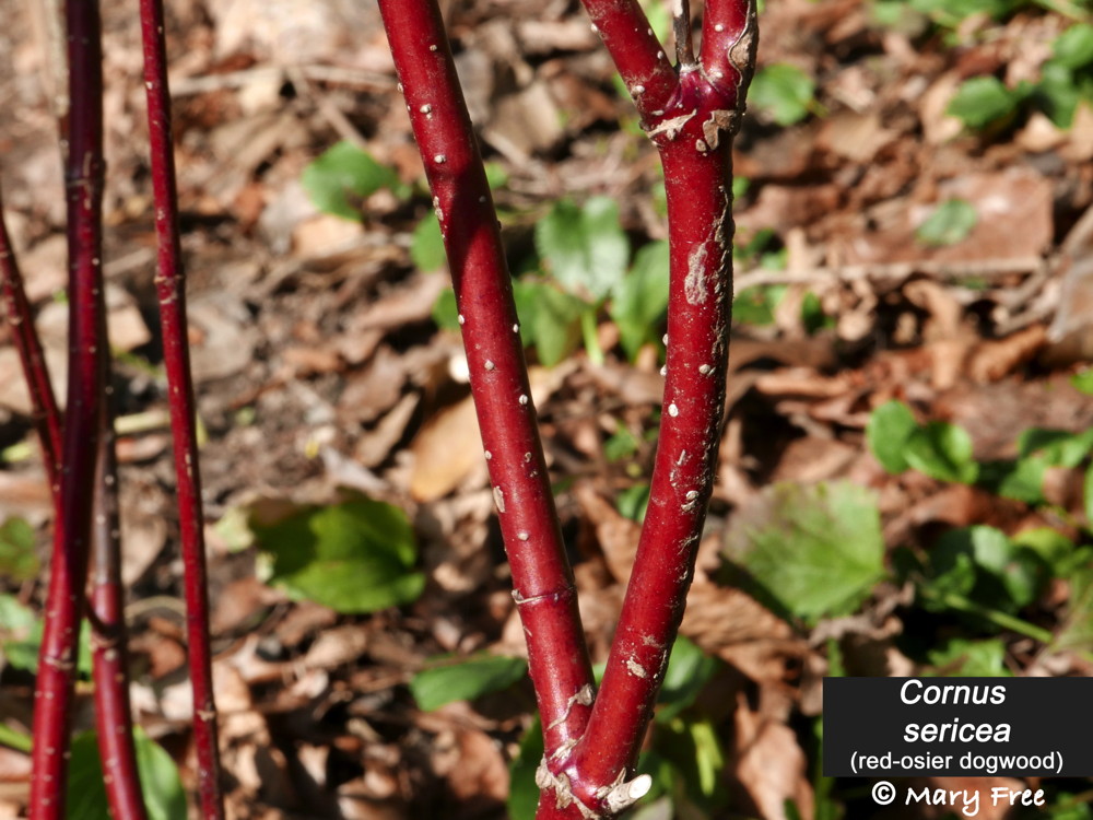 Cornus Sericea (red osier dogwood) bark in February © Mary Free
