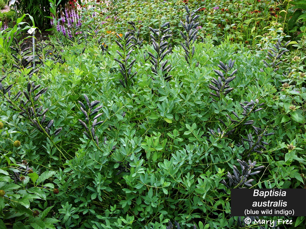 Baptisia australis (wild blue indigo) seedpods in July Photo © Mary Free