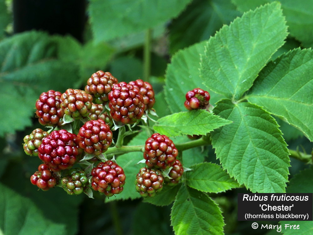 Rubus fruticosus 'Chester' (thornless blackberry) fruit in July Photo Mary Free