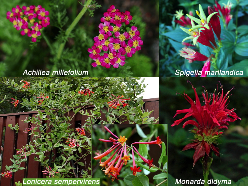 Red native flowers for Independence Day. Achillea millefolium, Spigelia marilandica, Lonicera sempervirens, Monarda didyman. Photos © 2019 Mary Free and Elaine Mills (Spigelia marilandica)