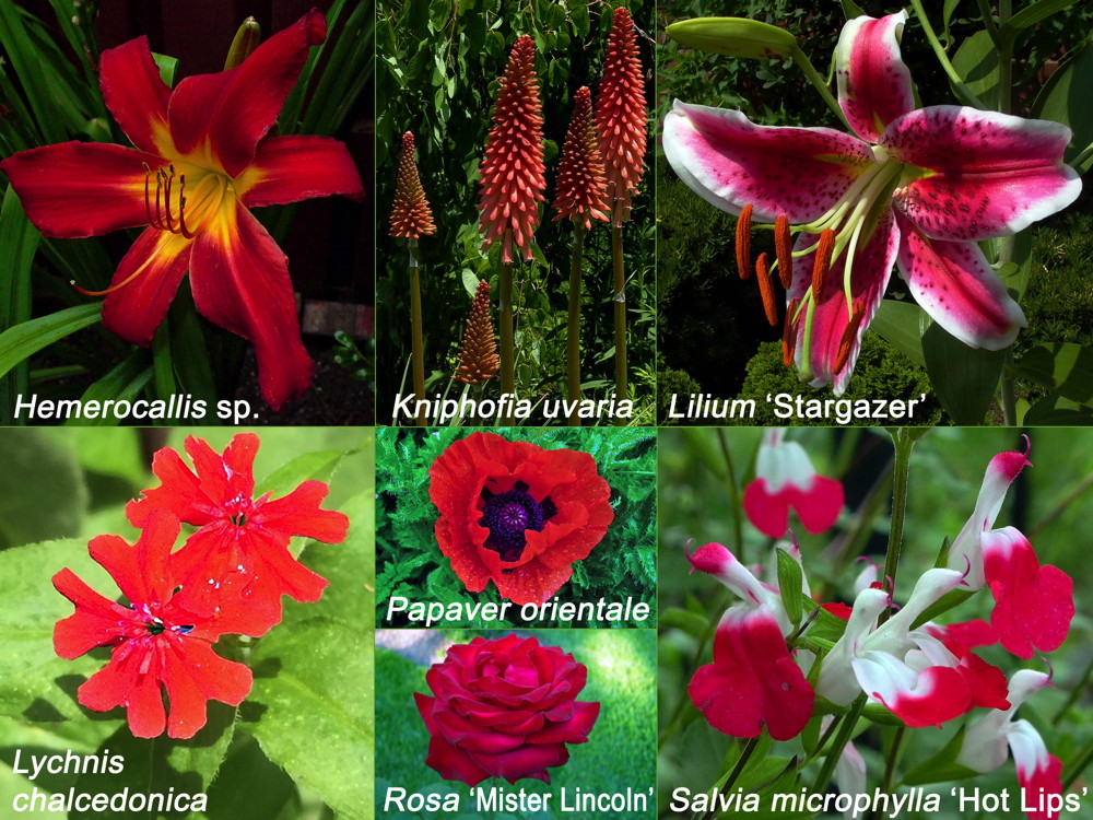 Red non-native flowers for Independence Day. Hemerocallis sp., Kniphofia uvaria, Lilium 'Stargazer', Lychnis chalcedonica, Papaver orientale, Rosa 'Mister Lincoln'. Photos © 2019 Mary Free and Elaine Mills (Lychnis chalcedonica)