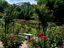 Blossoms at the Bon Air Memorial Rose Garden speak for themselves, although the red roses may speak the loudest. © 2019 Mary Free