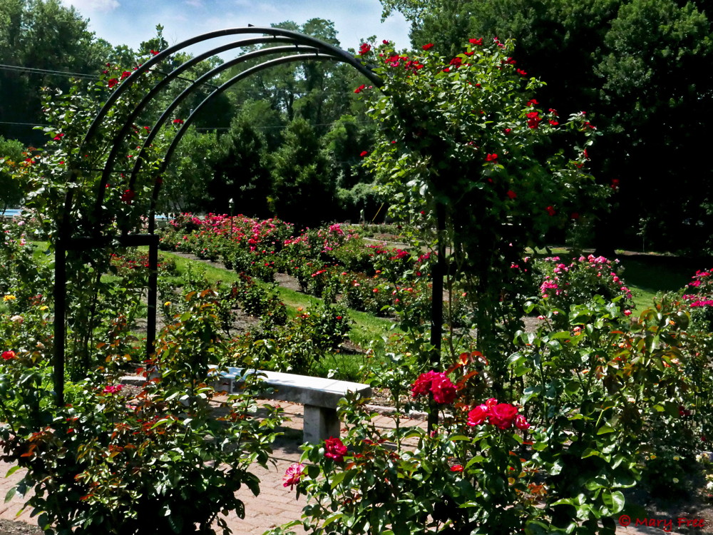 Blossoms at the Bon Air Memorial Rose Garden speak for themselves, although the red roses may speak the loudest. © 2019 Mary Free