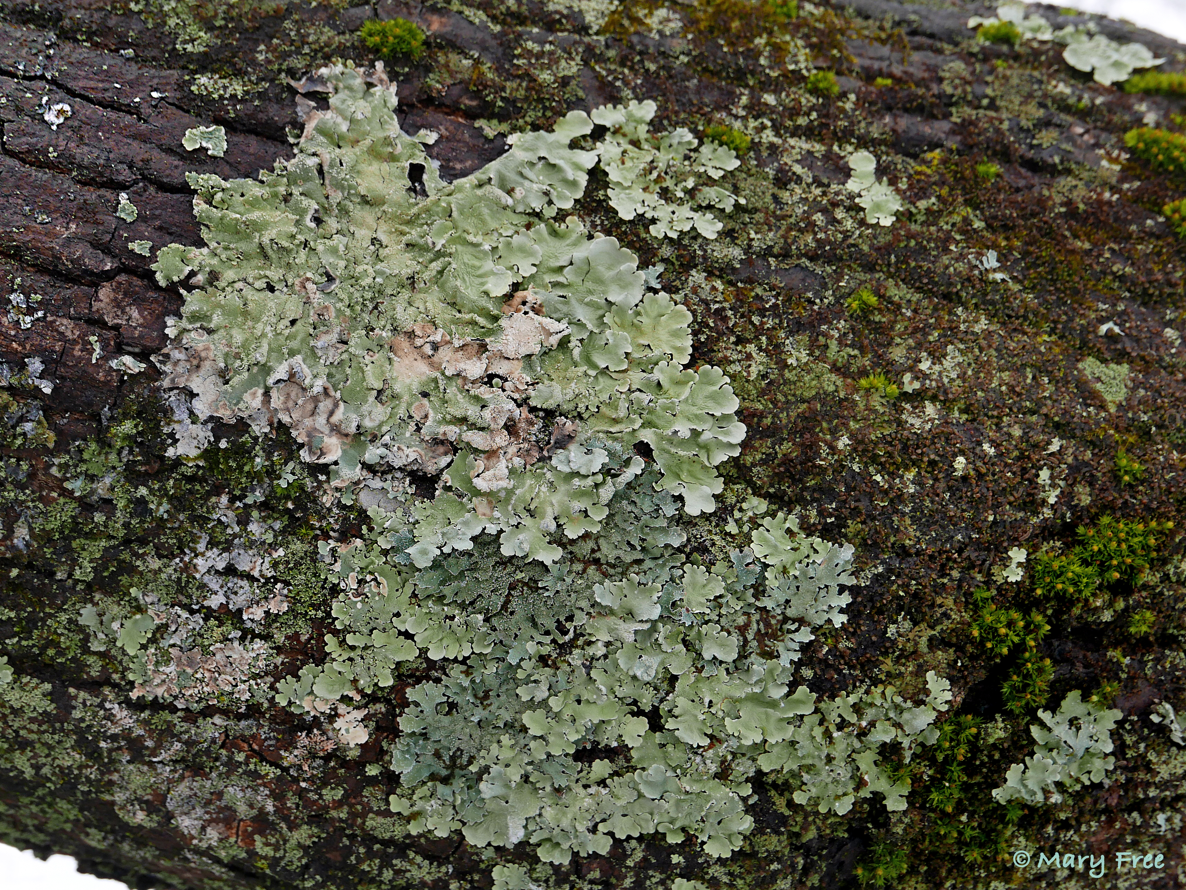 Foliose lichens on maple bark begin to brighten and soften after a snow melt. Mosses, such as an Orthotrichum species, also grow there. © 2019 Mary Free 