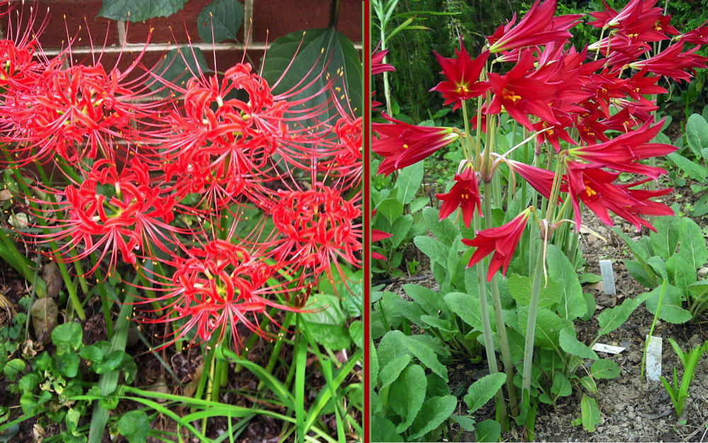 In spring, you can plant late-flowering, winter hardy bulbs like the pictured Lycoris radiata (spider lily) and Rhodophiala bifida (oxblood lily). They will add drama to the garden around Labor Day. Crocosmia ‘Lucifer’ (montbretia)–not pictured–is a spring-planted corm with red blooms around Independence Day. Photo © 2019 Christa Watters