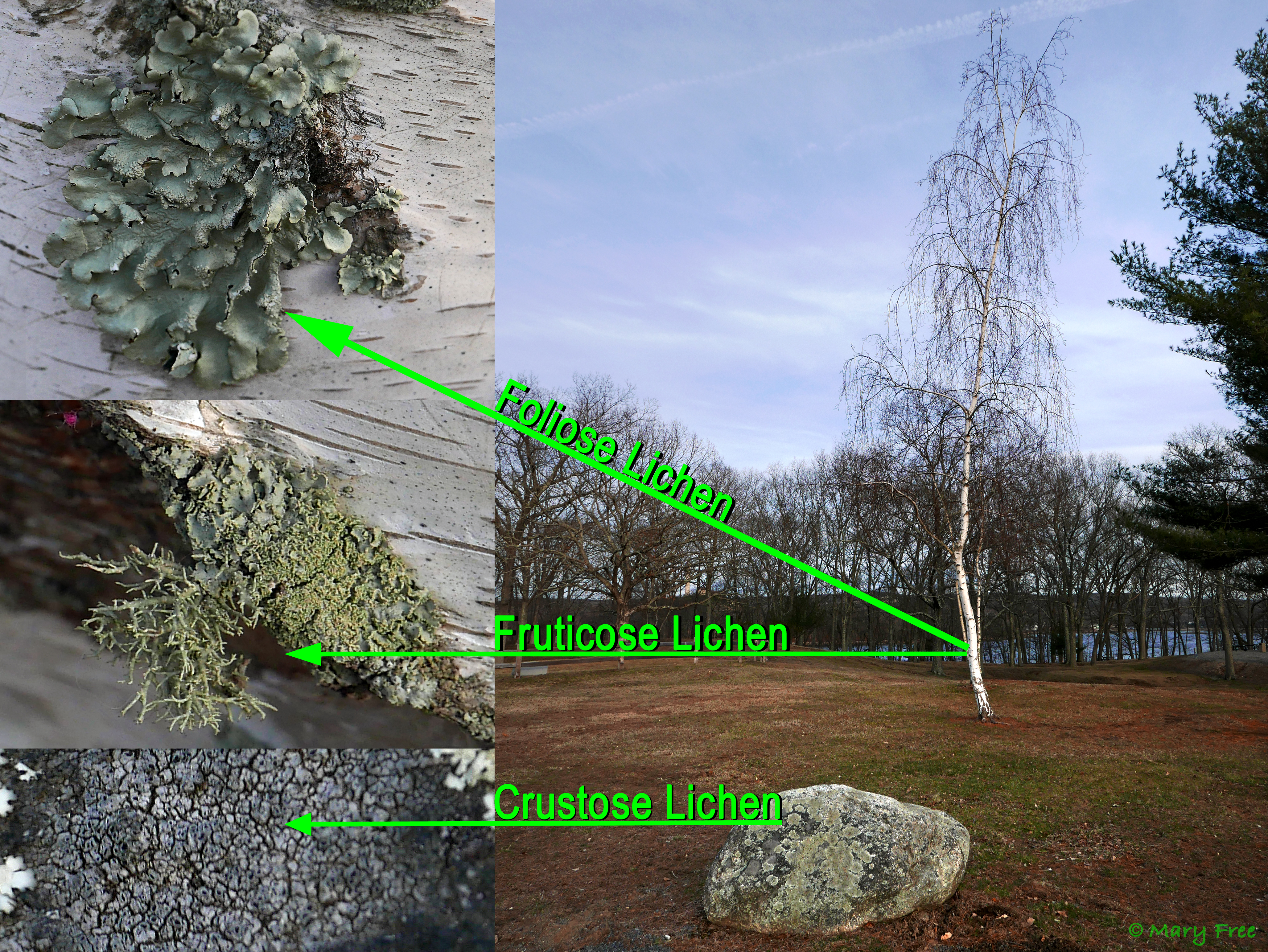 Both foliose and fruticose lichens have attached themselves to this birch tree at the Fort Shantok Archaeological District in Montville, Connecticut. Crustose and foliose lichens cover the boulder in the foreground. © 2019 Mary Free