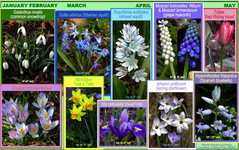 Red, white, and blue flowers are among the miniature bulbs in the demonstration Quarry Shade Garden in Bon Air Park, Arlington, Virginia. Photos © 2012–2019 Mary Free