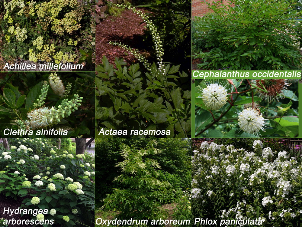 White native flowers for Independence Day. Achillea millefolium, Clethra alnifolia, Hydrangea arborescens, Actea racemosa, Oxydendrum arboreum, Cephalanthus occidentalis, Phlox paniculata. Photos © 2019 Mary Free and Elaine Mills (Cephalanthus flowers and Hydrangea arborescens)