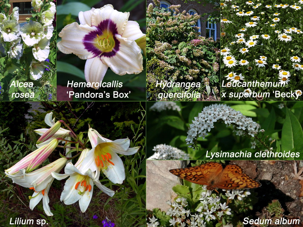 White non-native flowers for Independence Day. Alcea rosea, Hemerolcallis 'Pandora's Box', Hydrangea quercifolia, Leocanthemum z superbum 'Becky', Lilium sp., Sedum album. Photos © 2019 Mary Free and Christa Watters (Alcea rosea)