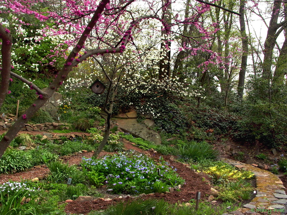 Under the white flowers of Amalenchier arborea and the fuchsia flowers of Cercis canadensis, Mertensia virginica commands center stage in the April Quarry Shade Garden. The Virginia bluebells are surrounded by white starflowers, snowdrops, and hellebores and blue lungworts and grape hyacinths. Photo © 2019 Mary Free