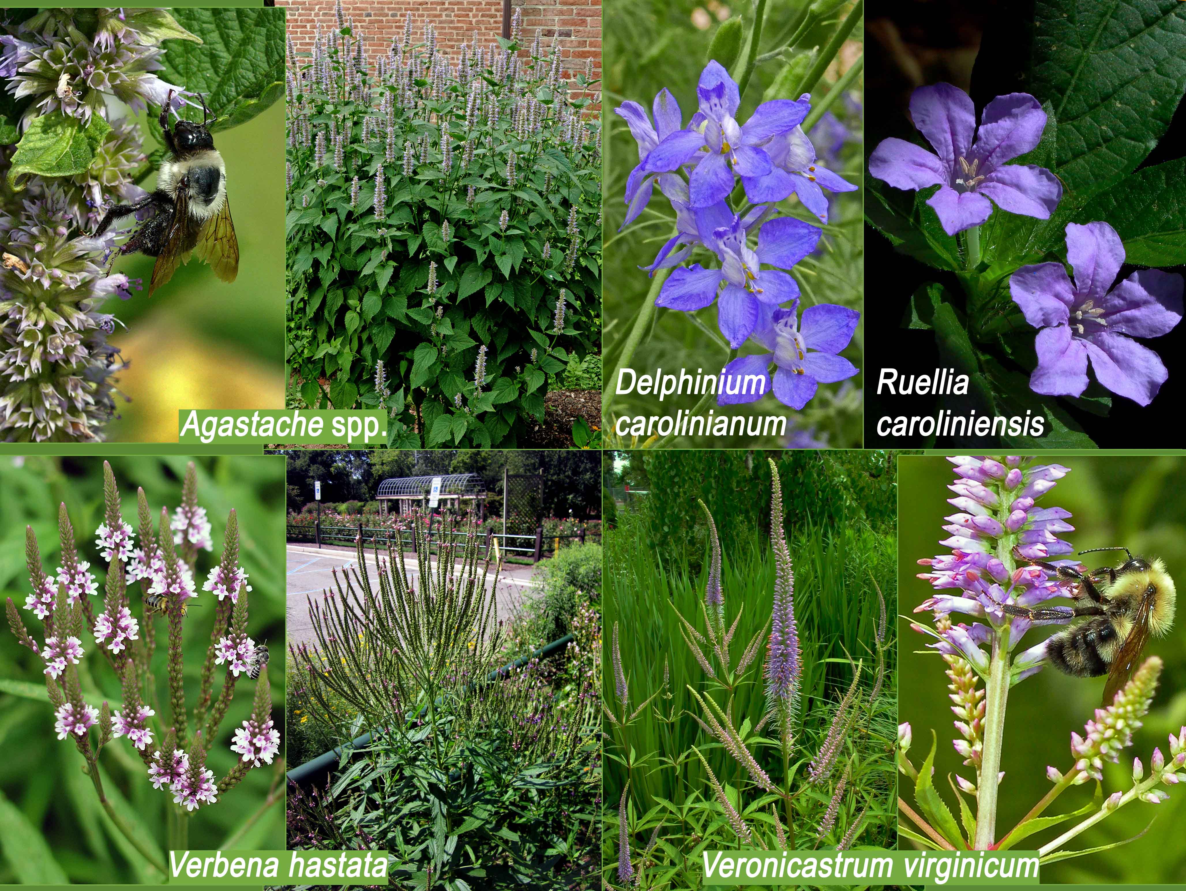 Blue native flowers for Independence Day. Photos © 2019 Mary Free and Elaine Mills (Verbena hastata in landscape)