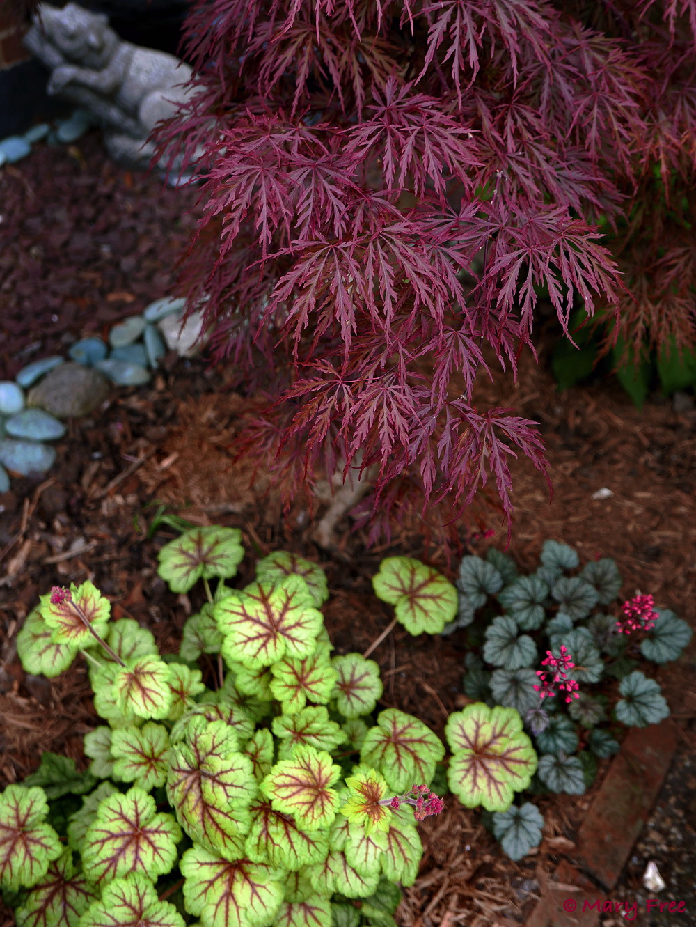 Heuchera cultivars are excellent foliage plants with prominent veining, marbling, and edging in red, purple, or silver. Leaf color presents according to the amount of sun or shade the plant receives. Also in this grouping is Acer palmatum var. dissectum ‘Crimson Queen,’ and yet-to-bloom, native white wood asters. In the background, red landscaping gravel edged with blue-green river stone also is in keeping with the patriotic theme. © 2019 Mary Free