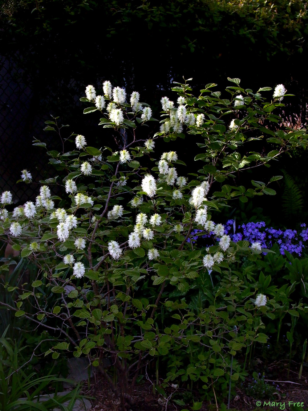 In April, blue Phlox divaricata colors the background for the flowering Fothergilla gardenii at Glencarlyn Library Community Garden in Arlington, Virginia. Photo © 2019 Mary Free