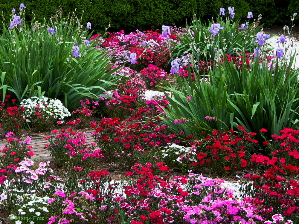 Early May in Colonial Williamsburg, Virginia finds dianthus and bearded irises among the flowers combined to create a red, white, and blue garden. Photo © 2019 Mary Free