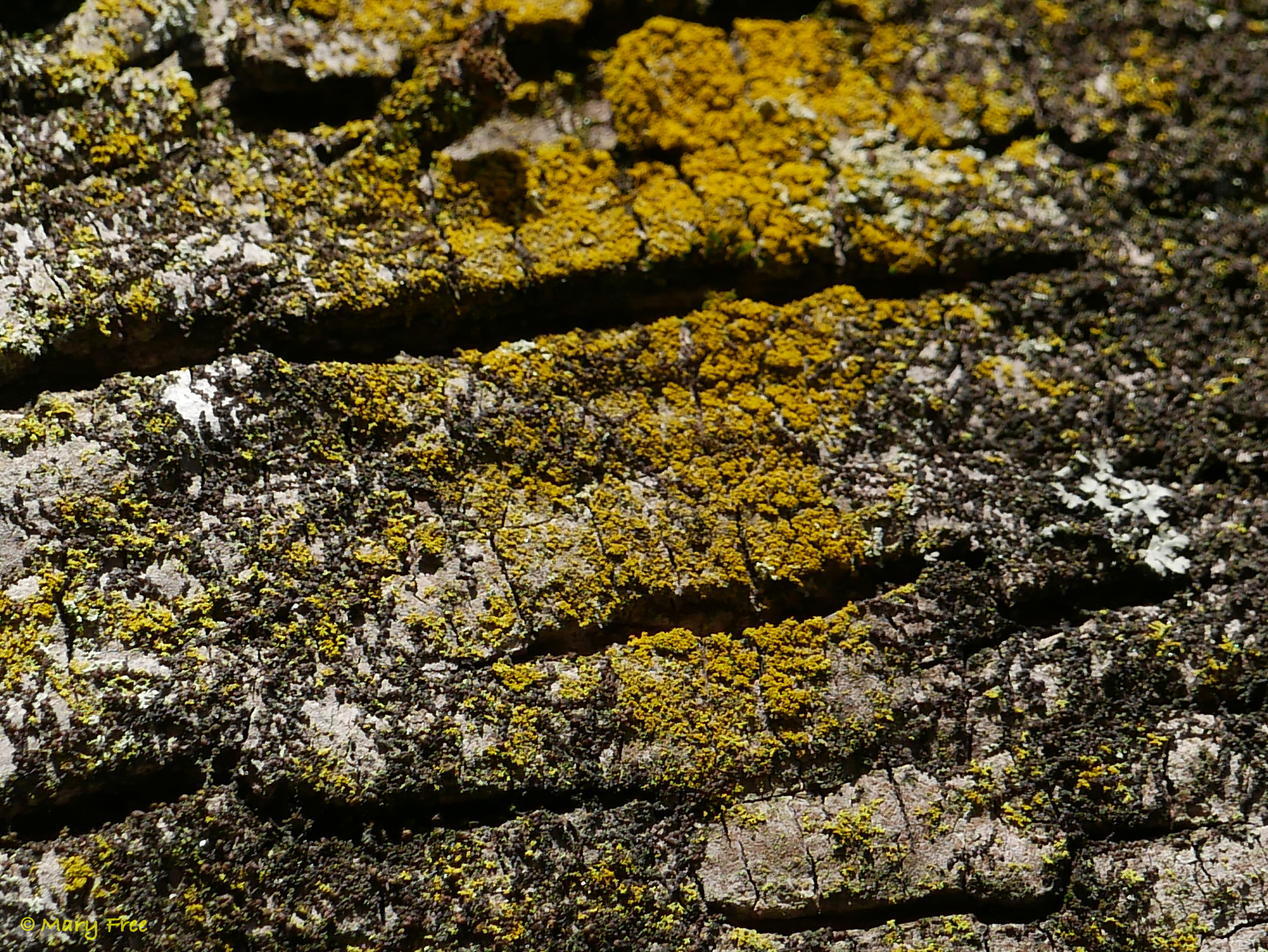 Foliose lichen, Candelaria concolor (candleflame lichen), can be mistaken for crustose lichen without a magnifying lens to see its lobes and short rhizines (root-like structures) underneath. © 2019 Mary Free