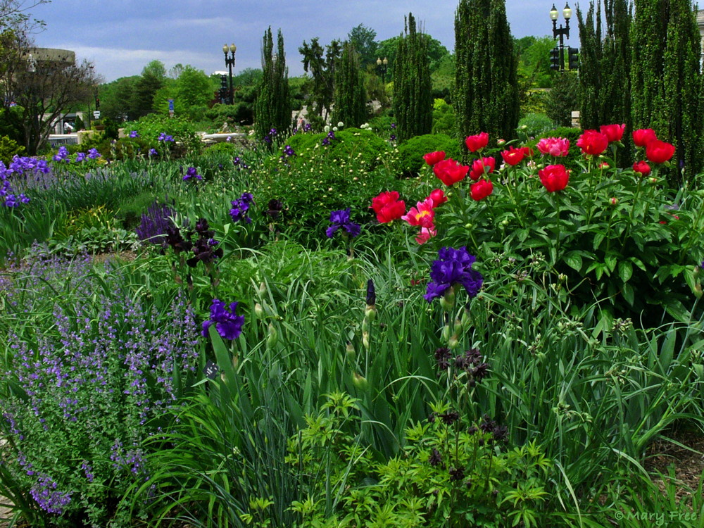 In mid-May, blue and purple bearded irises encircle red and soon-to-bloom white peonies in the U.S. Botanic Garden’s demonstration garden in Bartholdi Park, Washington, D.C. Photo © 2019 Mary Free