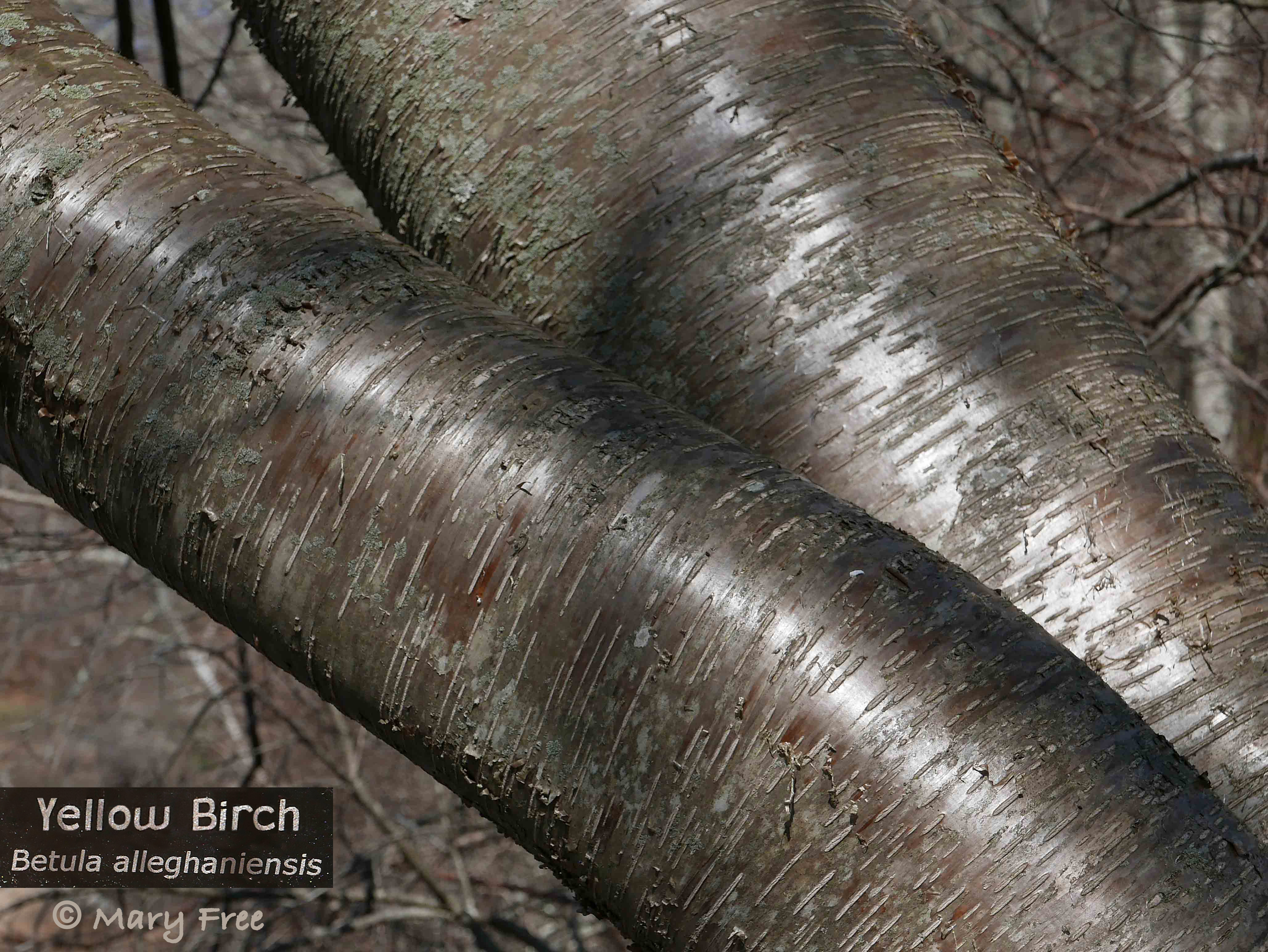 Lenticeled bark of a young Mid-Atlantic native Betula alleghaniensis (yellow birch) tree beside a pond at the Connecticut College Arboretum in New London, Connecticut. 2018 © Mary Free