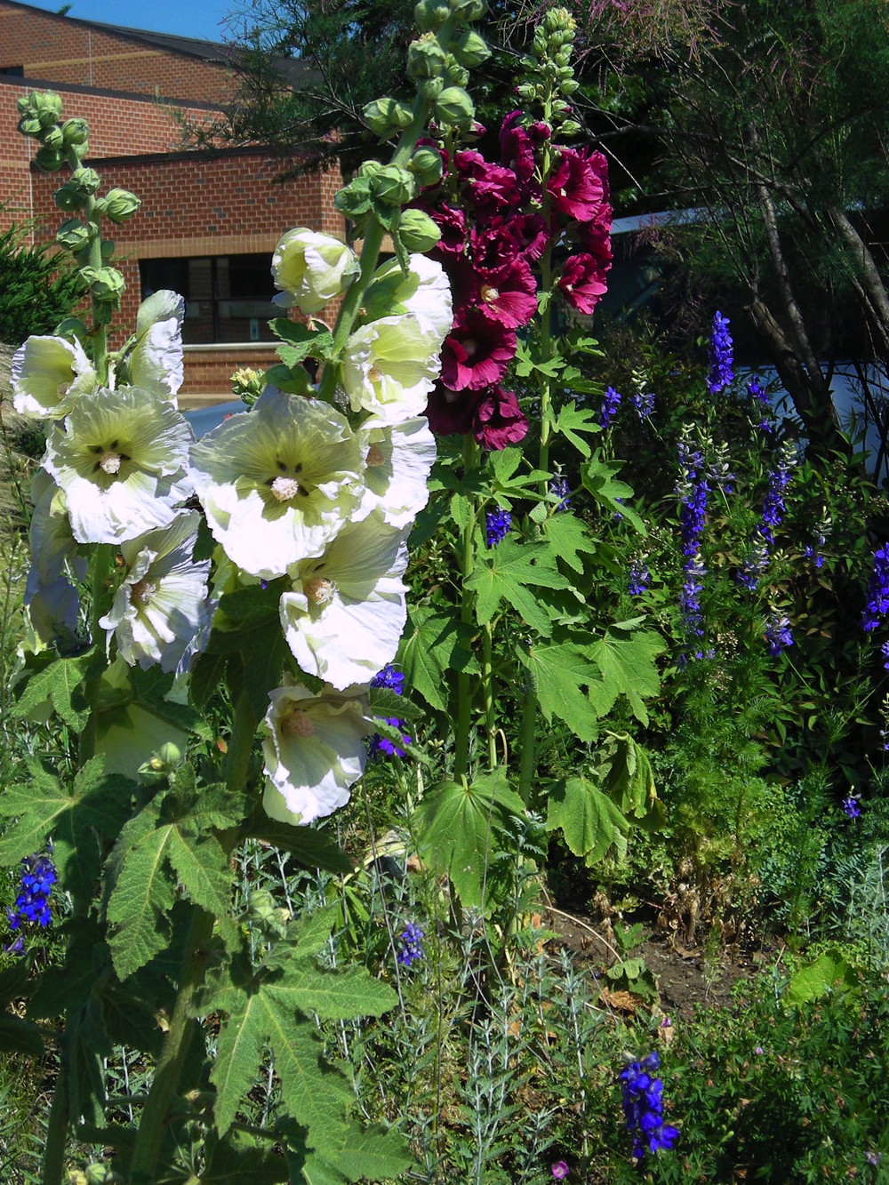 If you wish to celebrate Memorial Day with a patriotic garden, then towering spires of huge whitish and red-violet Alcea rosea (hollyhock) flowers provide a bold contrast to the shorter spikes of densely packed, blue Delphinium (larkspur) florets, blooming in the Waterwise Garden at Simpson Gardens four days after Memorial Day 2013. In addition to these perennials try the light blue to deep violet native Iris virginica and Iris versicolor (southern and northern blue flag)–not pictured. Photos © 2019 Christa Watters