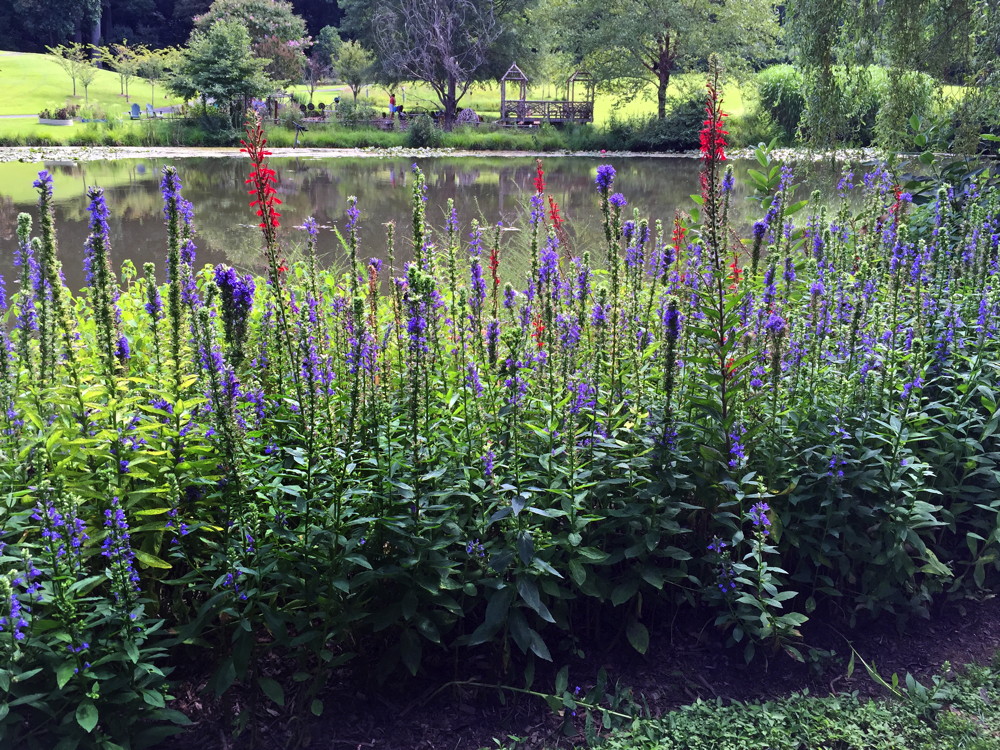 Two days after Labor Day 2015, native Lobelia cardinalis (cardinal flower) flower spikes provided a splash of brilliant color among the impressive display of native Lobelia siphilitica (great blue lobelia) lining the shore of Lake Lena at Meadowlark Botanical Gardens, in Vienna, Virginia. For late-s ummer white flowers (not pictured), consider natives Boltonia asteroides (false aster), Chelone glabra (white turtlehead), Eupatorium hyssopifolium (hyssop-leaf thoroughwort), and Eurybia divaricata (white wood aster). Photo © 2019 Elaine Mills