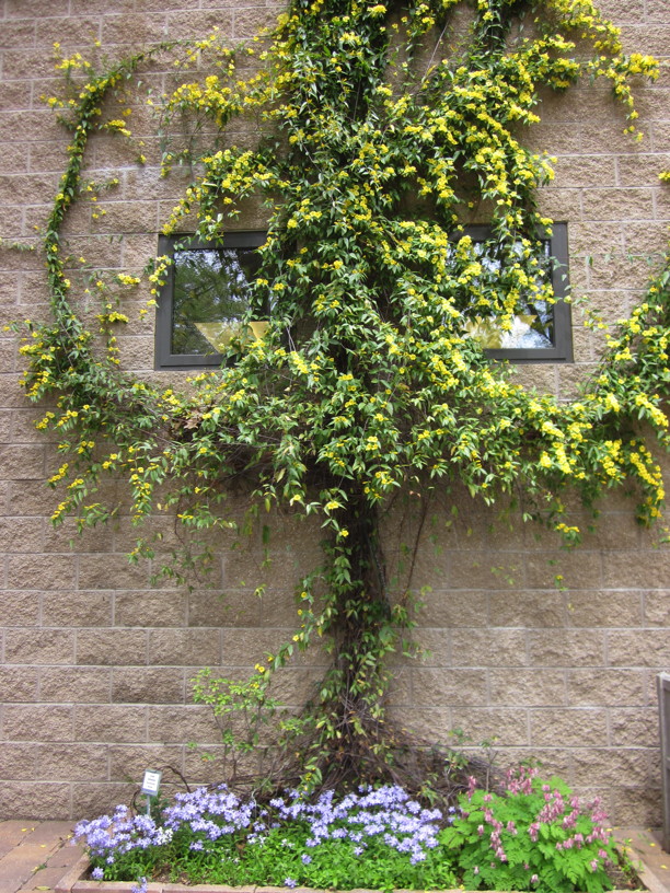 Gelsemium sempervirens (Carolina Jessamine) on commercial property in May