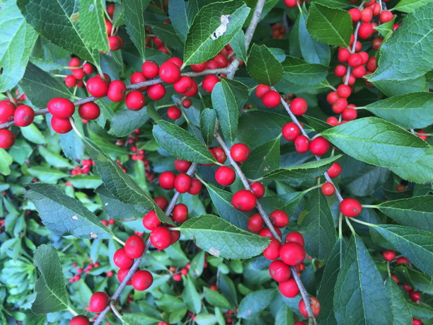 Ilex verticillata (Winterberry) 'Red Sprite' fruit detail in September. Photo by Elaine L. Mills, 2015-09-18, Meadowlark Botanical Garden.