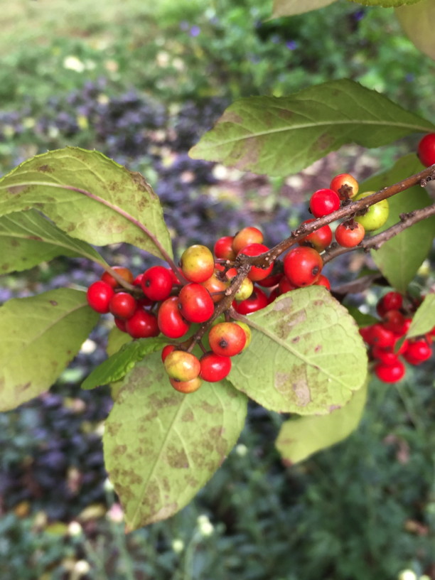 Ilex verticillata (Winterberry) 'Sparkleberry' fruit detail in October. Photo by Elaine L. Mills, 2018-10-10, Norfolk Botanical Garden.