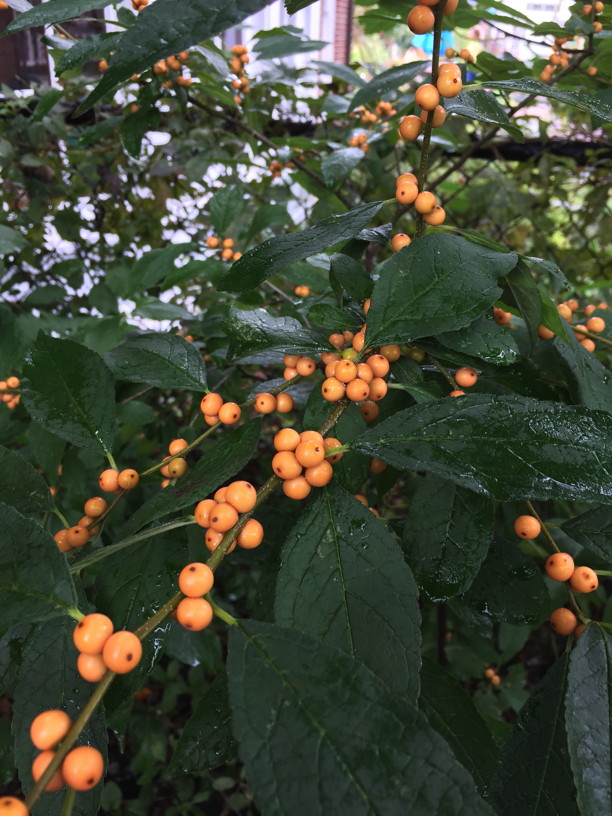 Ilex verticillata (Winterberry) 'Winter Gold' fruit. Photo by Elaine L. Mills, 2018-10-15, Glencarlyn Library Community Garden.