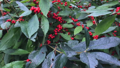 Ilex verticillata (winterberry) leaves and fruit