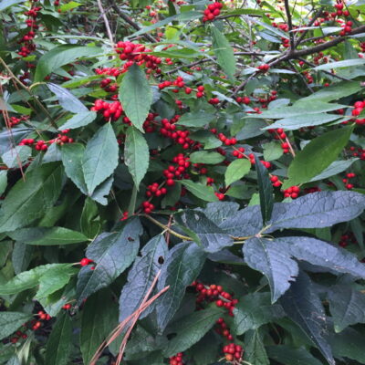 Ilex verticillata (winterberry) leaves and fruit